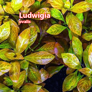 Ludwigia ovalis